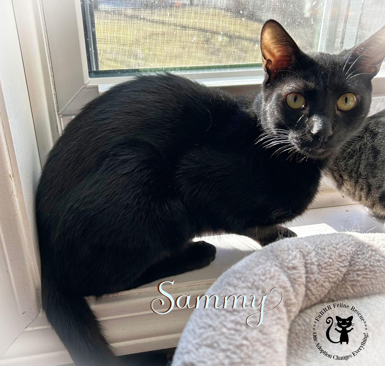 Sammy AND Roxie, an adoptable Domestic Short Hair in Gonic, NH, 03839 | Photo Image 1