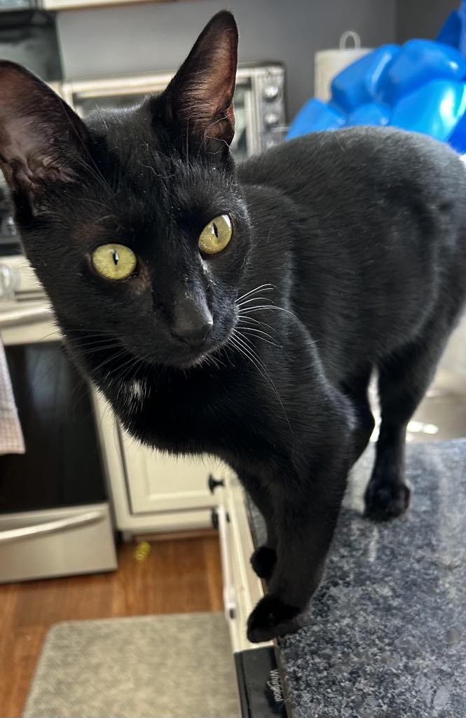 Sammy AND Roxie, an adoptable Domestic Short Hair in Gonic, NH, 03839 | Photo Image 2