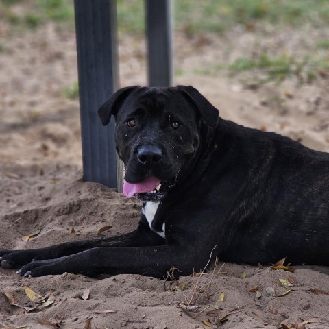 Zeta, an adoptable Bullmastiff, Cane Corso in Leesburg, FL, 34788 | Photo Image 1