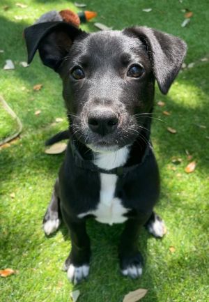 Hi my name is Montague Im a 16 week old terrier mix Im a puppy so of course