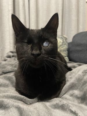 Justice (blind) Domestic Short Hair Cat