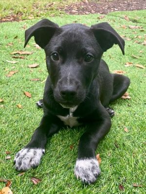 Hey everyone My name is Romeo and Im a 18 week old labterrier mix I will be medium sized My