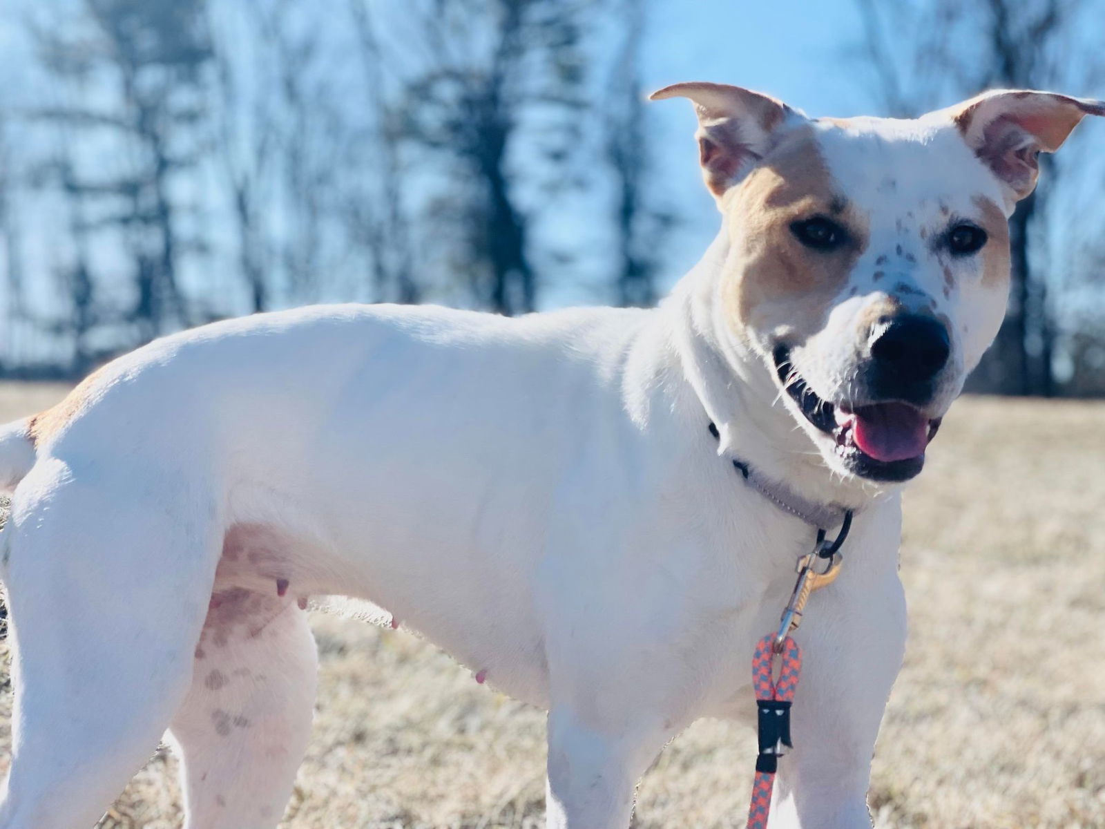 Gabby, an adoptable Pit Bull Terrier, Hound in Arlington, VT, 05250 | Photo Image 2