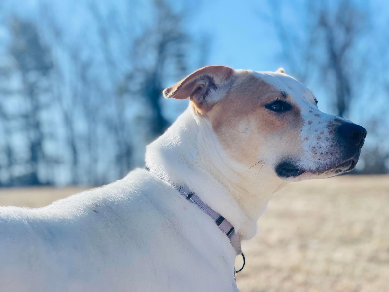 Gabby, an adoptable Pit Bull Terrier, Hound in Arlington, VT, 05250 | Photo Image 3