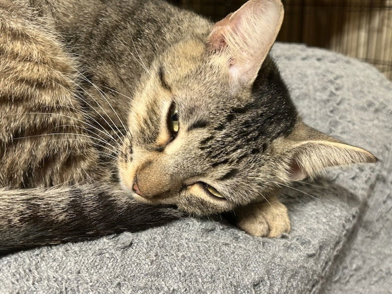 Luna, an adoptable Tabby in Pineville, LA, 71361 | Photo Image 2