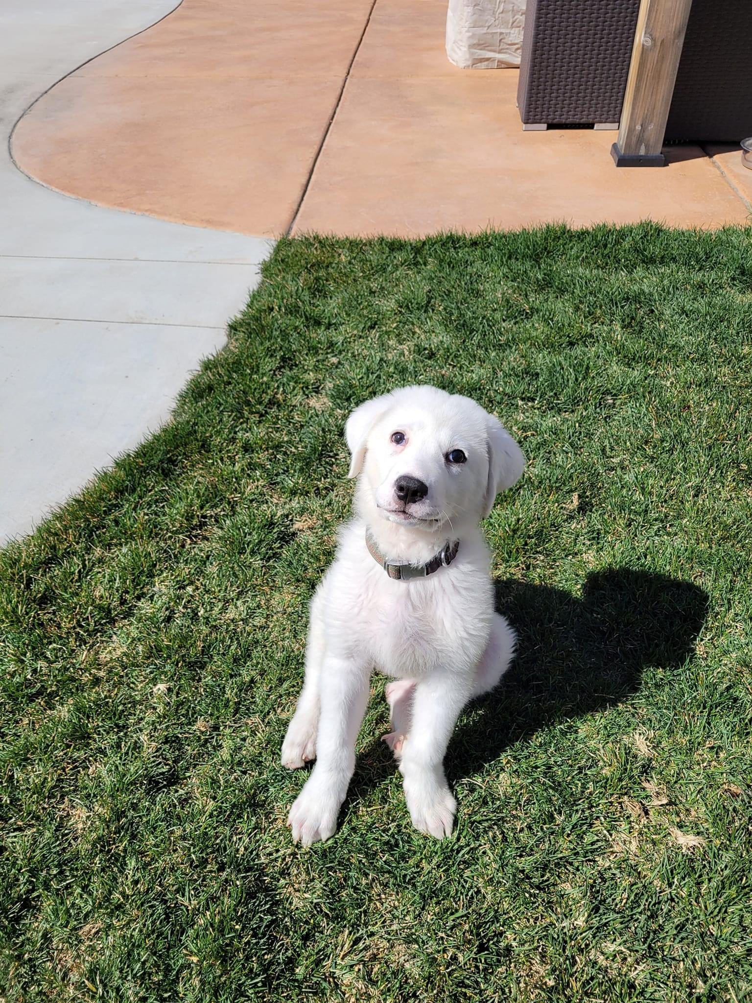 Bolt, an adoptable Great Pyrenees, Akbash in Bountiful, UT, 84010 | Photo Image 2
