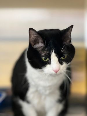 Meet Millie She is a seven year old female tuxedo Millie is very sweet and affectionate Her speci