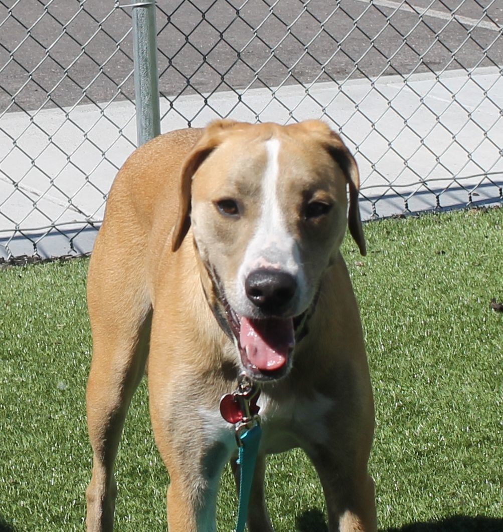 Draco 15260, an adoptable Labrador Retriever in Pocatello, ID, 83205 | Photo Image 2