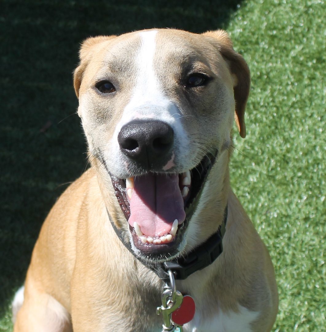Draco 15260, an adoptable Labrador Retriever in Pocatello, ID, 83205 | Photo Image 1