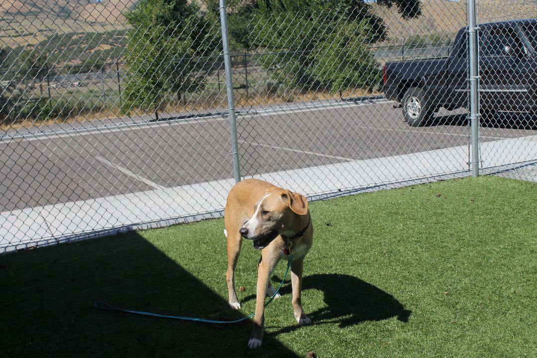 Draco 15260, an adoptable Labrador Retriever in Pocatello, ID, 83205 | Photo Image 4