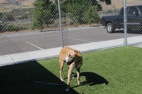 Draco 15260, an adoptable Labrador Retriever in Pocatello, ID, 83205 | Photo Image 5