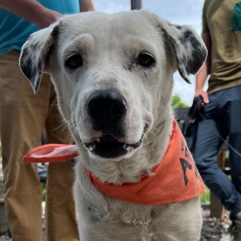 Moon, an adoptable Mixed Breed in Moab, UT, 84532 | Photo Image 1