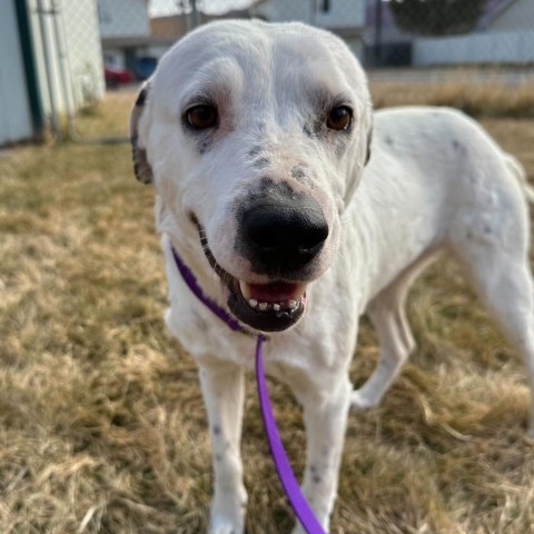 Moon, an adoptable Mixed Breed in Moab, UT, 84532 | Photo Image 2