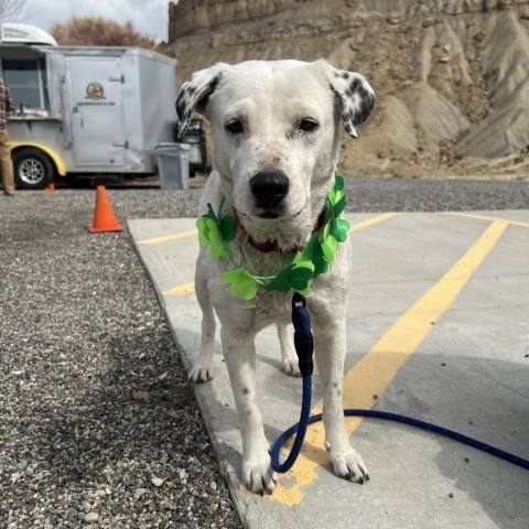 Moon, an adoptable Mixed Breed in Moab, UT, 84532 | Photo Image 3