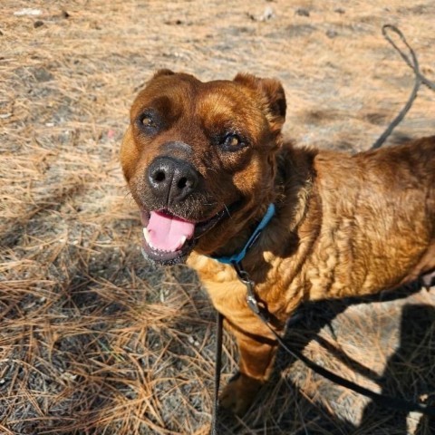 Lela - beautiful girl, loves people and dogs! - $0 Adoption Special!