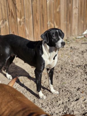 Natalie, Young Female Labrador Retriever