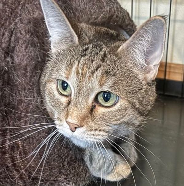 River, an adoptable Domestic Short Hair in Spokane Valley, WA, 99212 | Photo Image 4