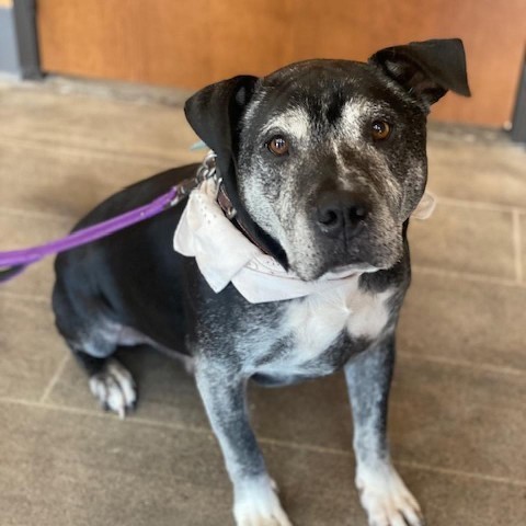 Chuck, an adoptable Pit Bull Terrier in Wadena, MN, 56482 | Photo Image 1