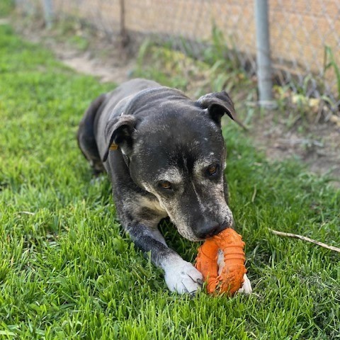 Chuck, an adoptable Pit Bull Terrier in Wadena, MN, 56482 | Photo Image 2