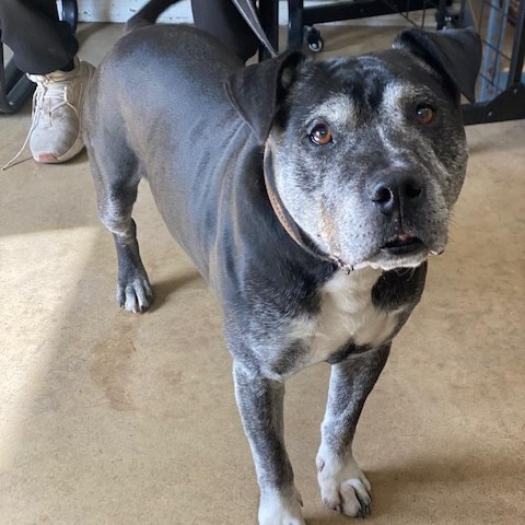 Chuck, an adoptable Pit Bull Terrier in Wadena, MN, 56482 | Photo Image 2