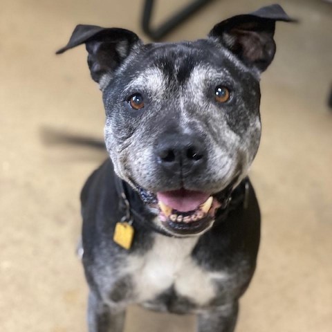 Chuck, an adoptable Pit Bull Terrier in Wadena, MN, 56482 | Photo Image 3