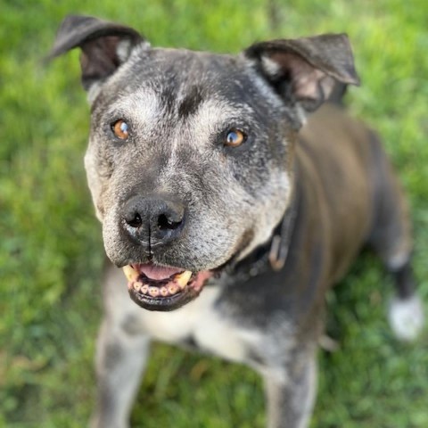 Chuck, an adoptable Pit Bull Terrier in Wadena, MN, 56482 | Photo Image 4