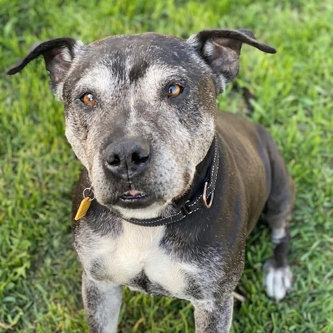 Chuck, an adoptable Pit Bull Terrier in Wadena, MN, 56482 | Photo Image 5