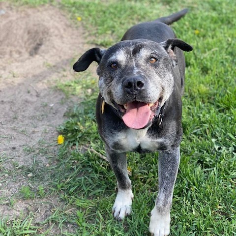 Chuck, an adoptable Pit Bull Terrier in Wadena, MN, 56482 | Photo Image 6