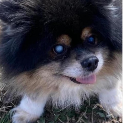 Pomeranian store rescue midwest