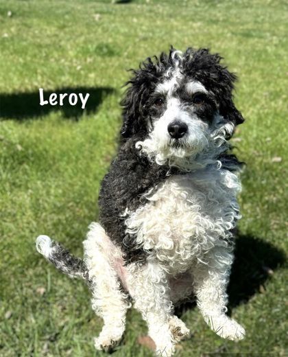 Leroy 2