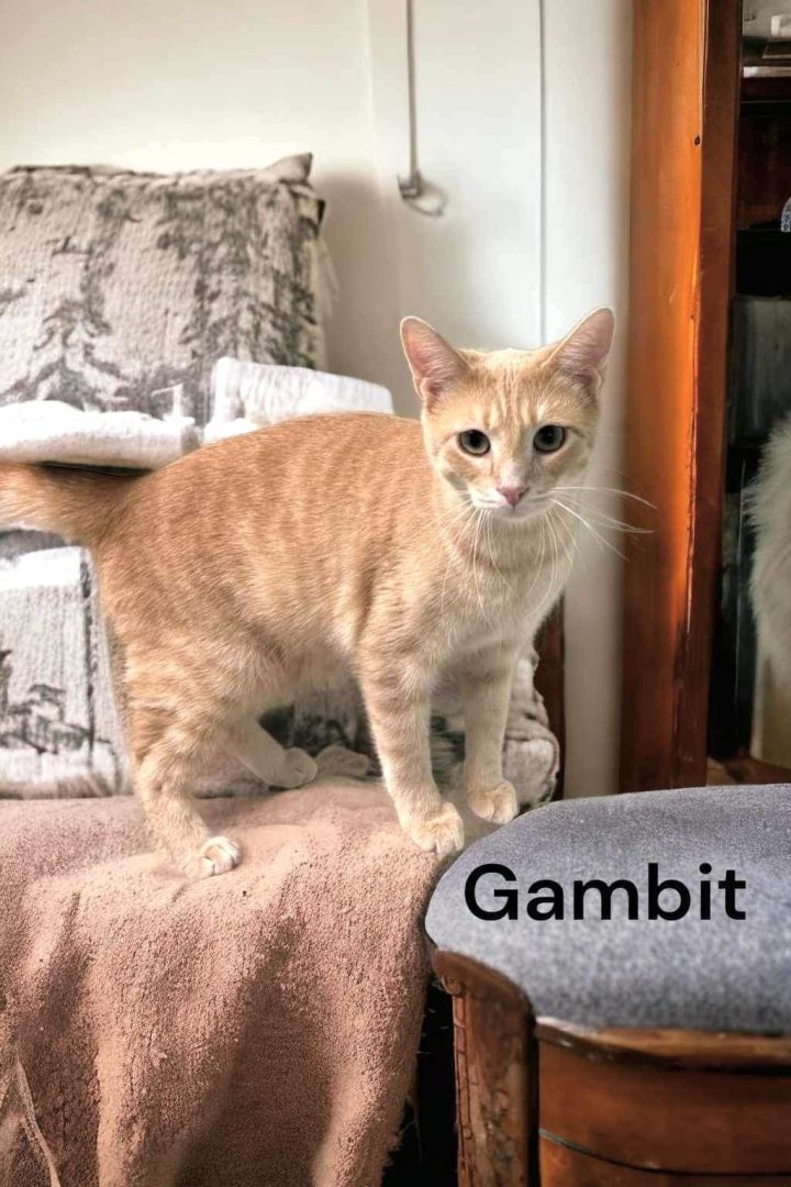 Gambit 2