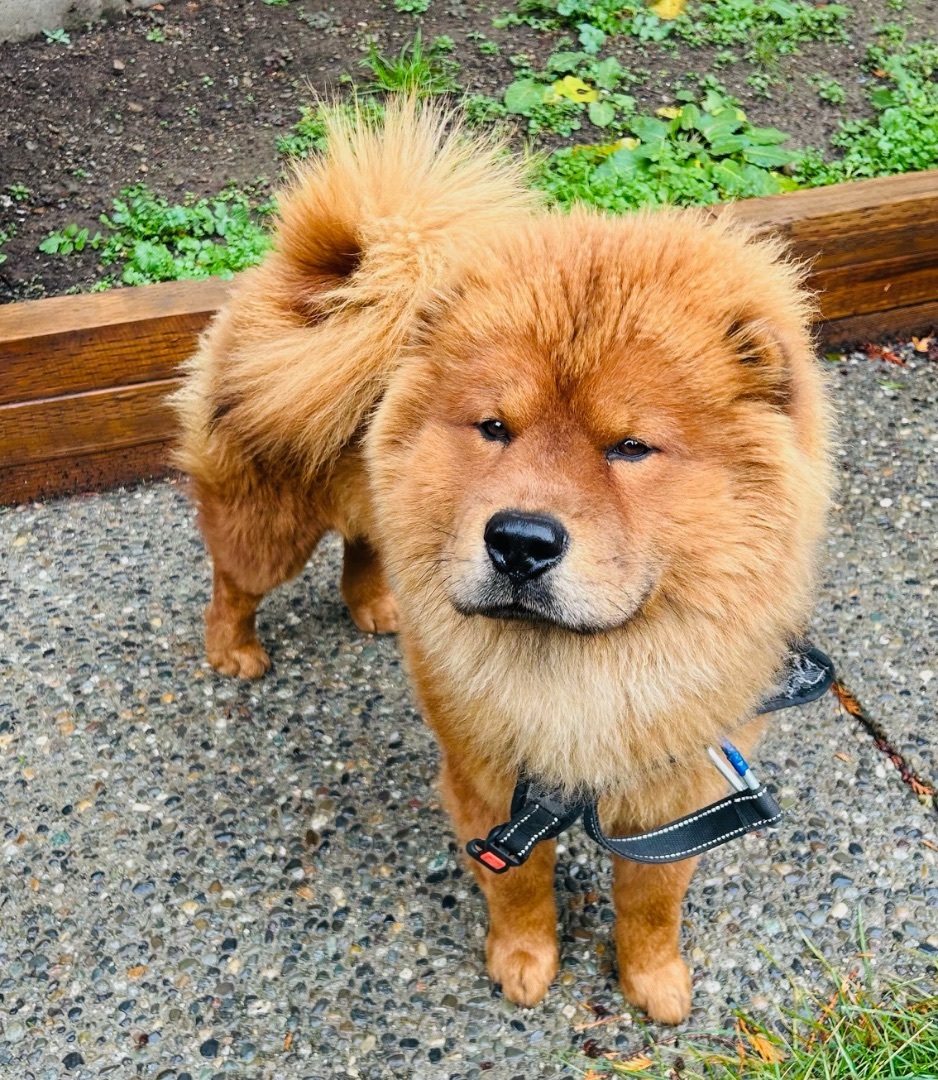 Petfinder store chow chow