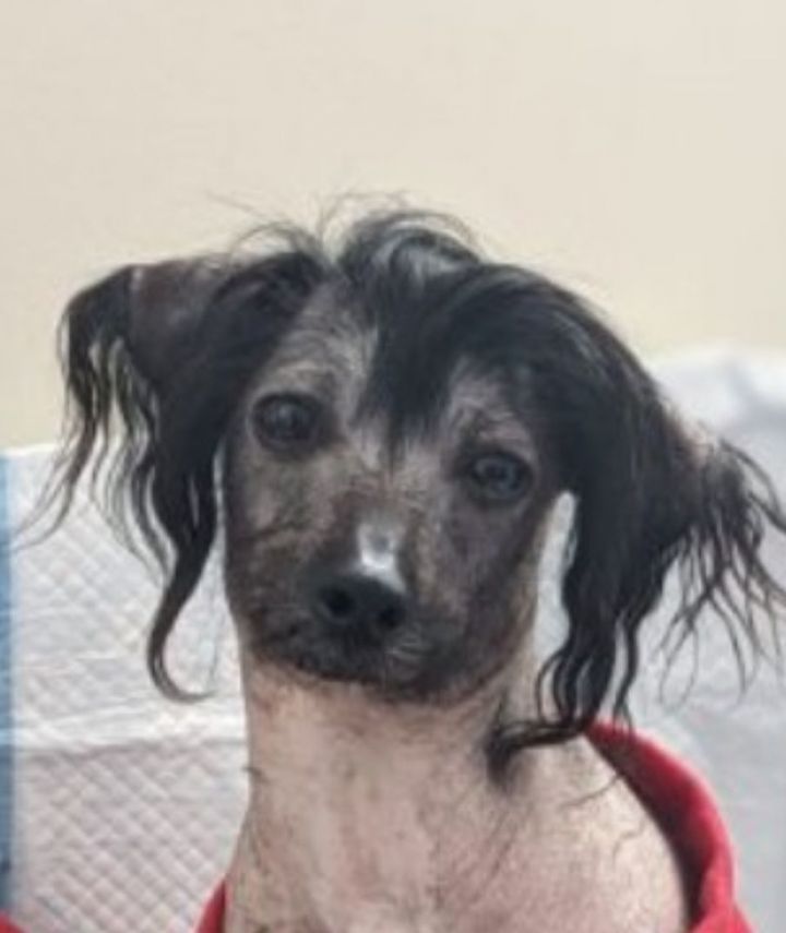 Chinese crested petfinder cheap