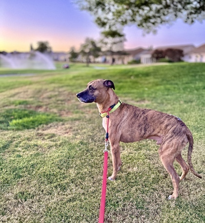 Dexter, an adoptable Boxer, Whippet in Roseville, CA, 95678 | Photo Image 2