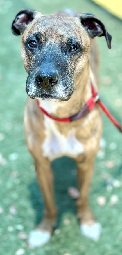 Dexter, an adoptable Boxer, Whippet in Roseville, CA, 95678 | Photo Image 3