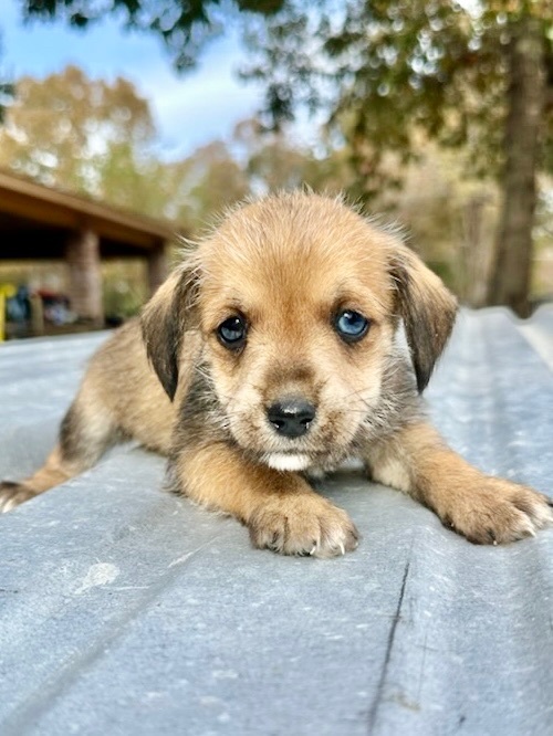 Mini schnauzer hot sale rat terrier mix