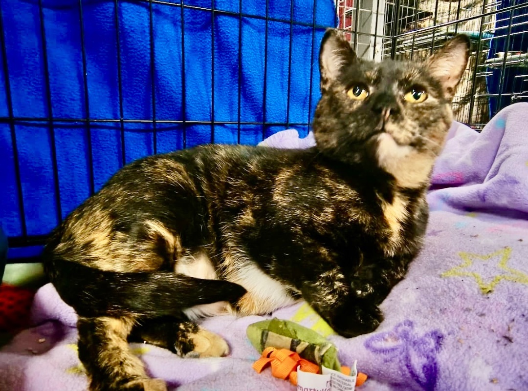 Cat for adoption Toffee, a Domestic Short Hair in Manitowoc, WI