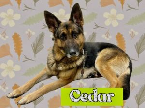 CEDAR German Shepherd Dog Dog