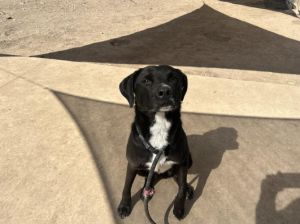 RILEY Labrador Retriever Dog