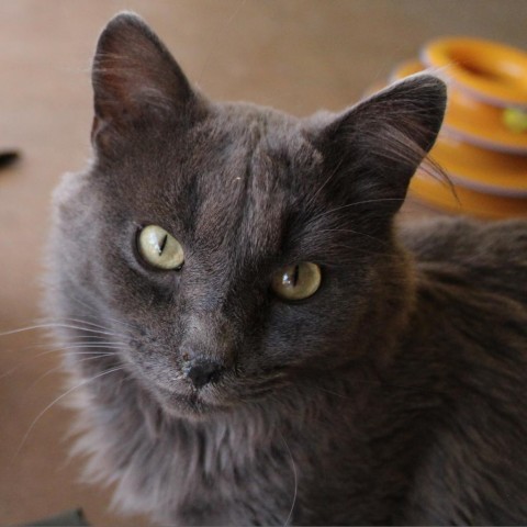 Cat for adoption - Aberdeen, a Domestic Medium Hair in Kanab, UT ...