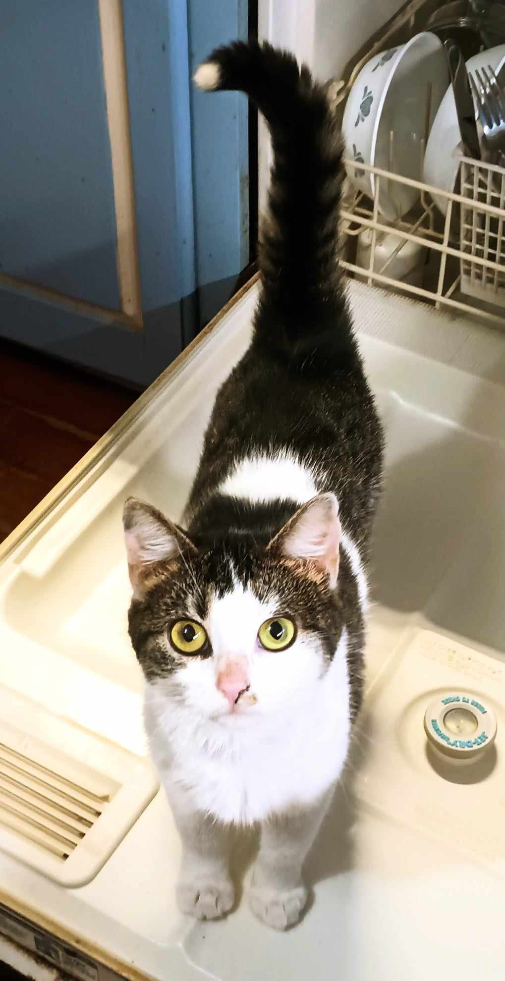 Cricket, an adoptable Domestic Short Hair, Tabby in Morehead, KY, 40351 | Photo Image 1