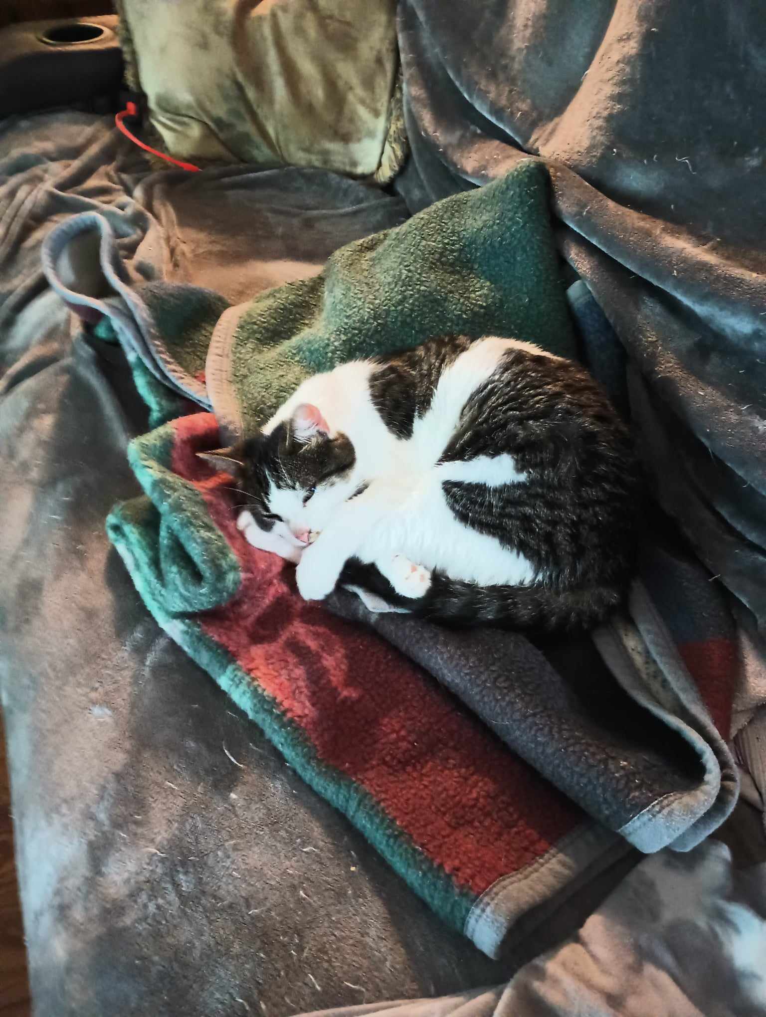 Cricket, an adoptable Domestic Short Hair, Tabby in Morehead, KY, 40351 | Photo Image 2