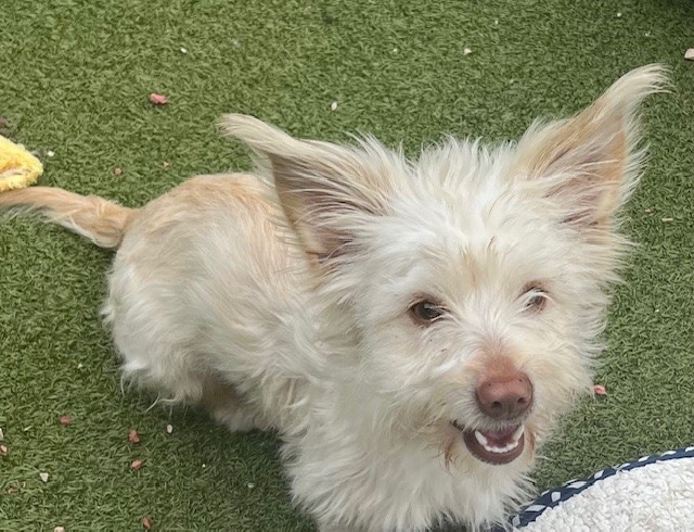 White cairn best sale terrier mix