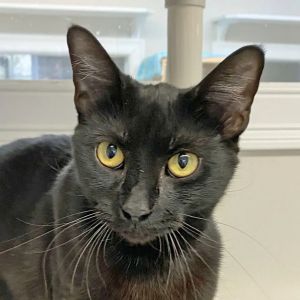 Petfinder cats best sale near me