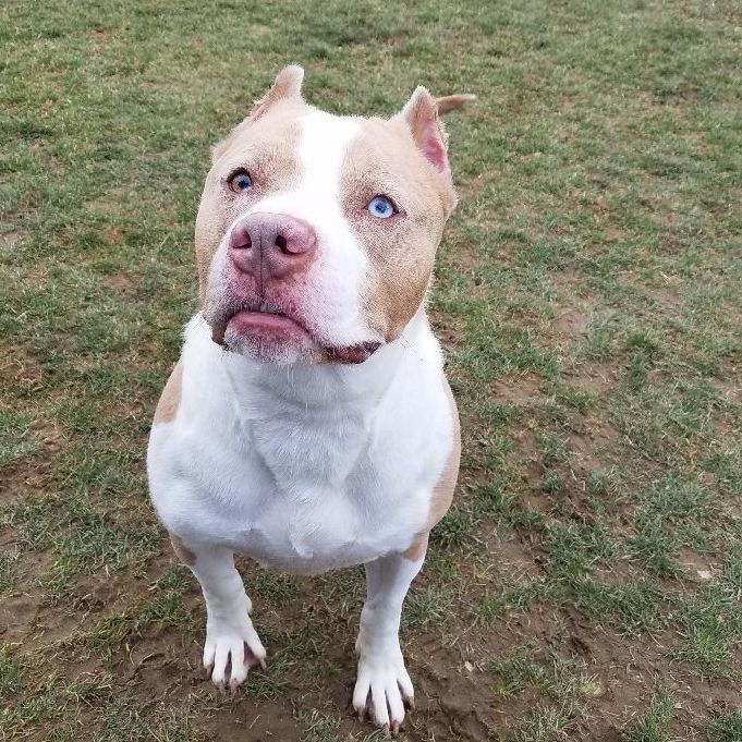 Dog for adoption 175040 Ravioli, a Staffordshire Bull Terrier in