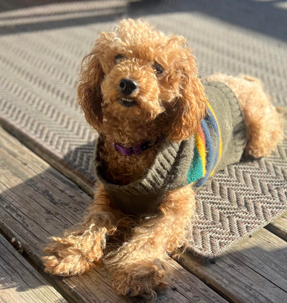 Petfinder 2024 toy poodle