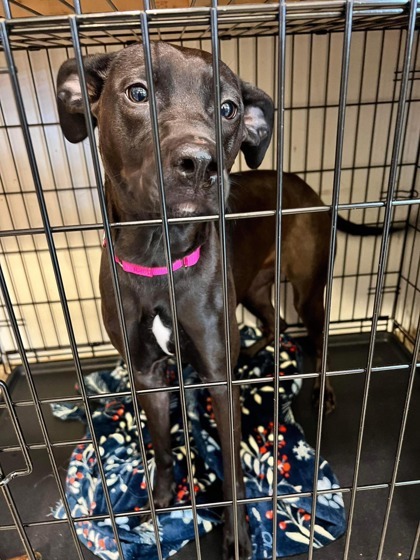 Bea, an adoptable Whippet, Mixed Breed in Shohola, PA, 18458 | Photo Image 1