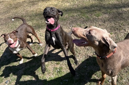 Bea, an adoptable Whippet, Mixed Breed in Shohola, PA, 18458 | Photo Image 2