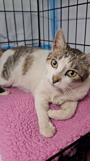 Meet the unbelievably SWEET Mimsy Mimsy is a friendly abandoned young cat who was fed by a kind fe
