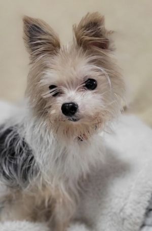 Chip Charlie is a 5 pound yorkie with very long legs This little guy couldnt be sweeter Hes a la